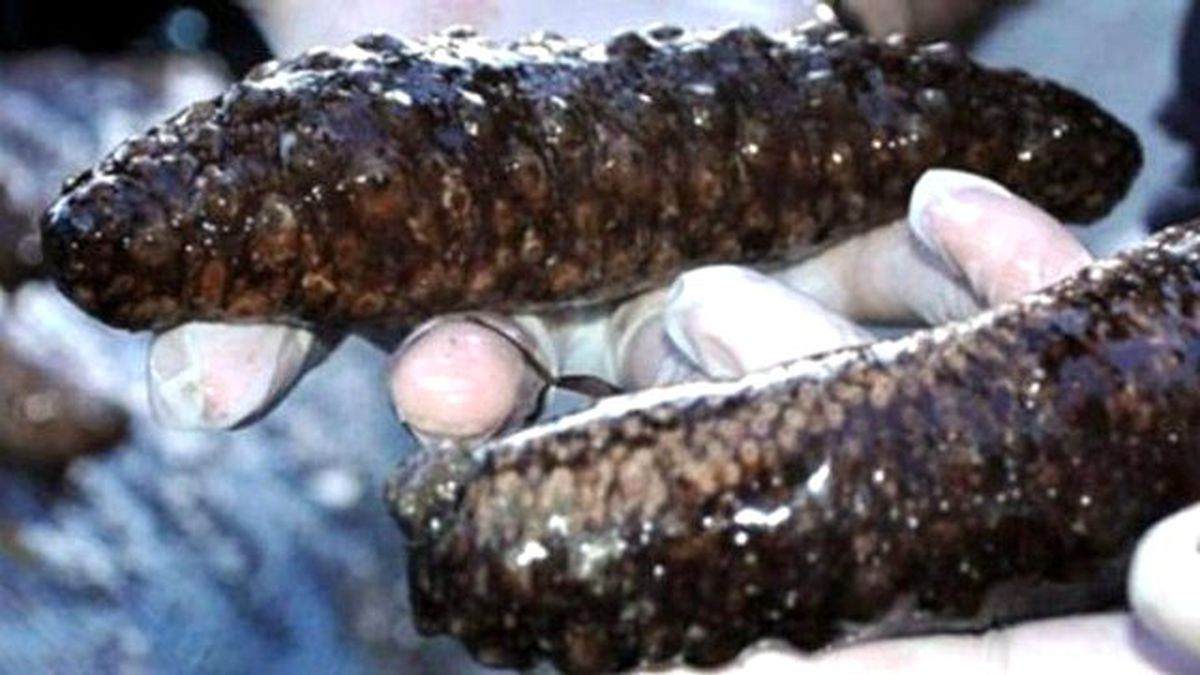 Kaçak Deniz Patlıcanı Avcılığıyla Mücadele Sürüyor