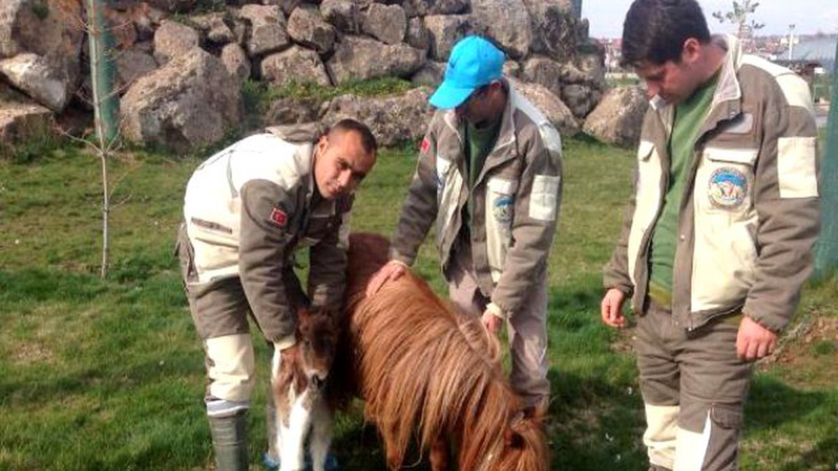 Kayseri Hayvanat Bahçesi\'nde Tay Dünyaya Geldi