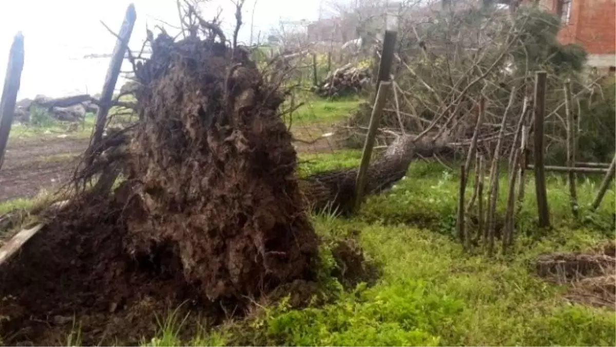 Fatsa\'da Fırtına Ağaçları Kökünden Söktü