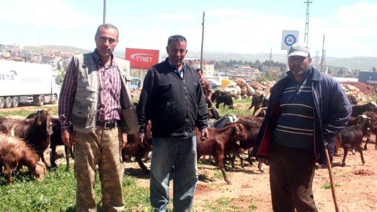Hataylı Çobanlar Sınırdaki Meranın Açılmasını İstiyor