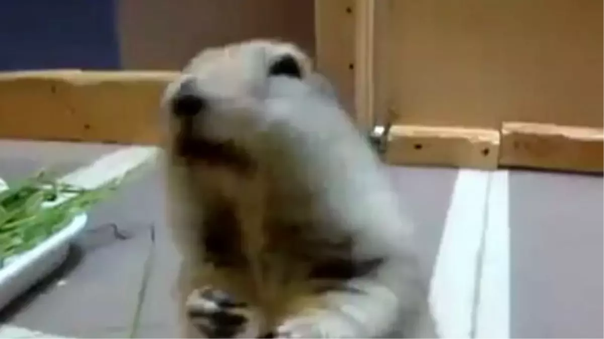 Salatalık Yiyen Şirin Sincap Smile İfade Simgesi