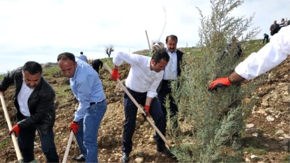 Şırnak Belediyesi Ağaç Dikim Kampanyası Başlattı