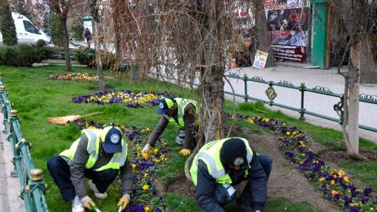 Adalar Mevkii Menekşelerle Süsleniyor