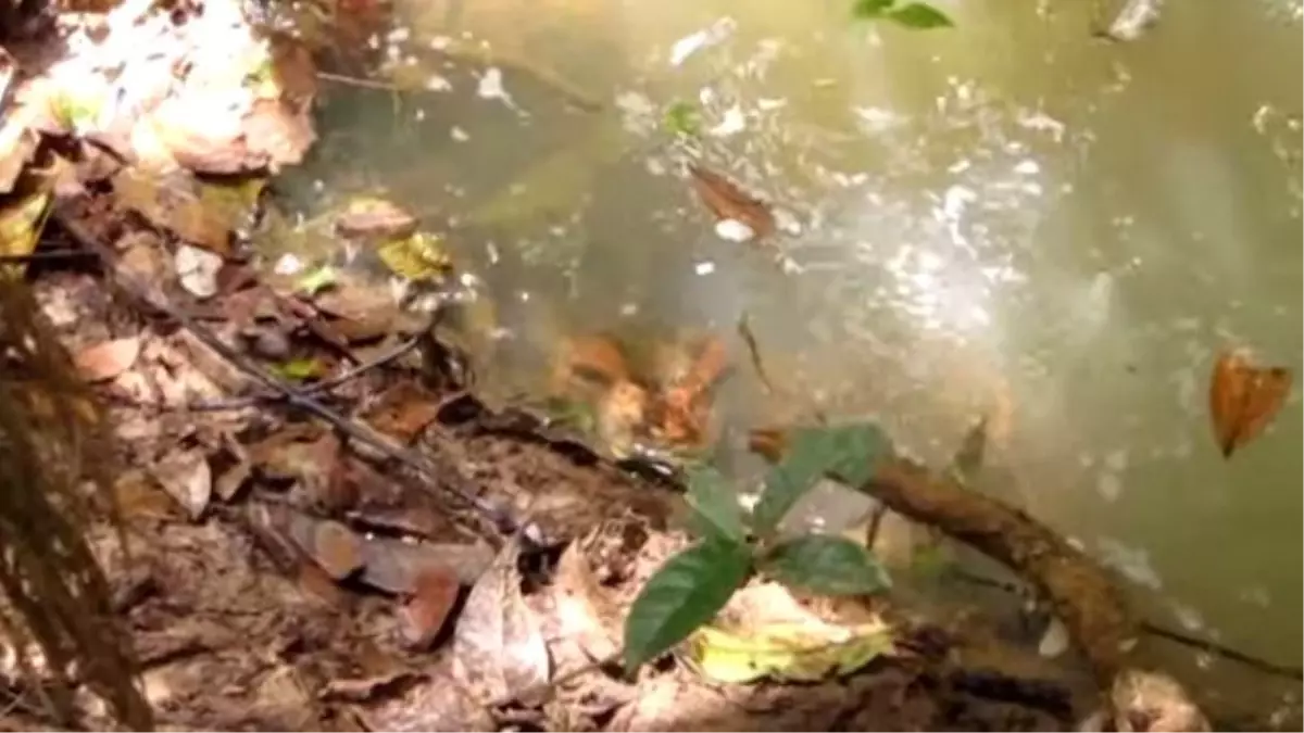 Anakondayı Sopayla Dürten Adam