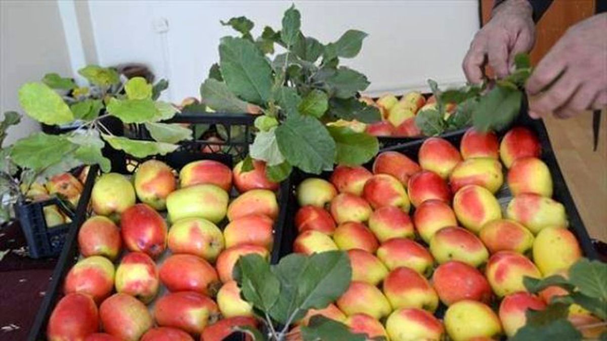 Kağızman'ın Meşhur Uzun Elması Tükeniyor