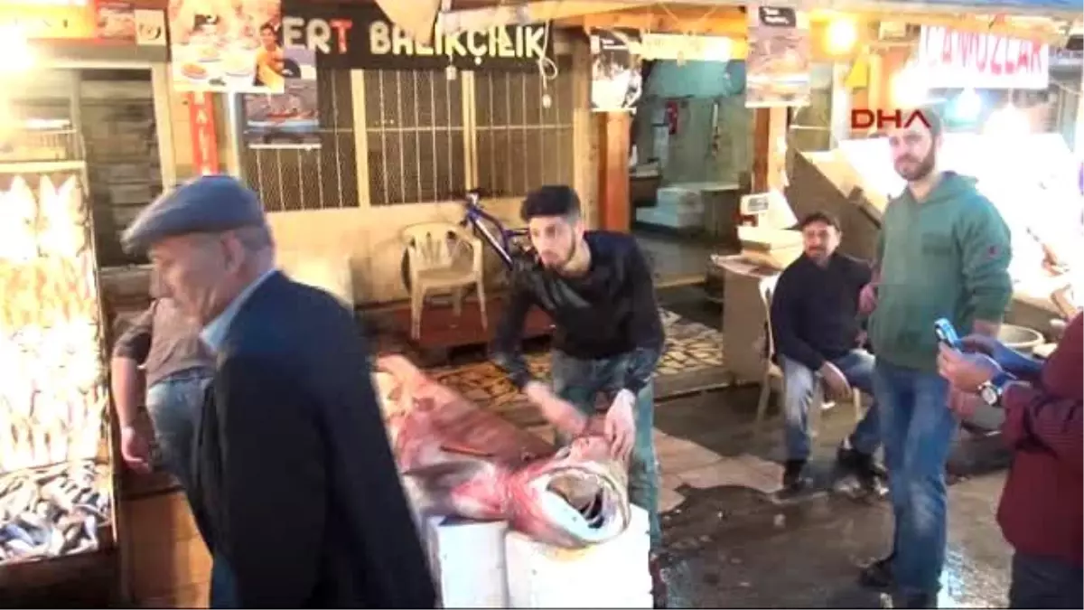 Mersin\'de 4 Metre Boyunda Köpek Balığı Yakalandı