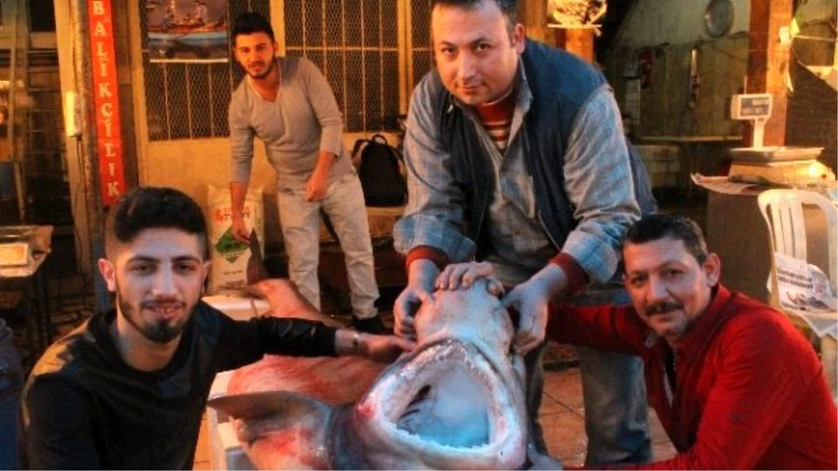 Mersin\'de Balıkçıların Ağlarına Dev Köpek Balığı Takıldı