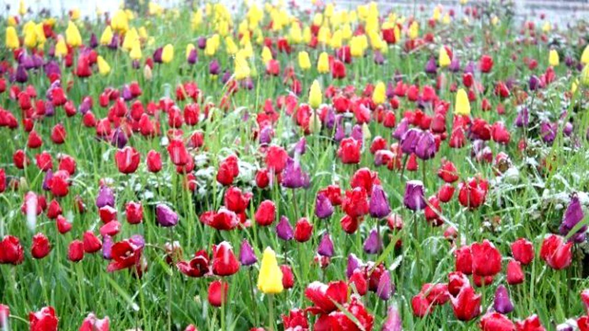 Düzce\'de Kar Sürprizi