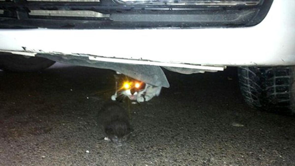 Kedi Bile Sığınacağı Yeri Biliyor