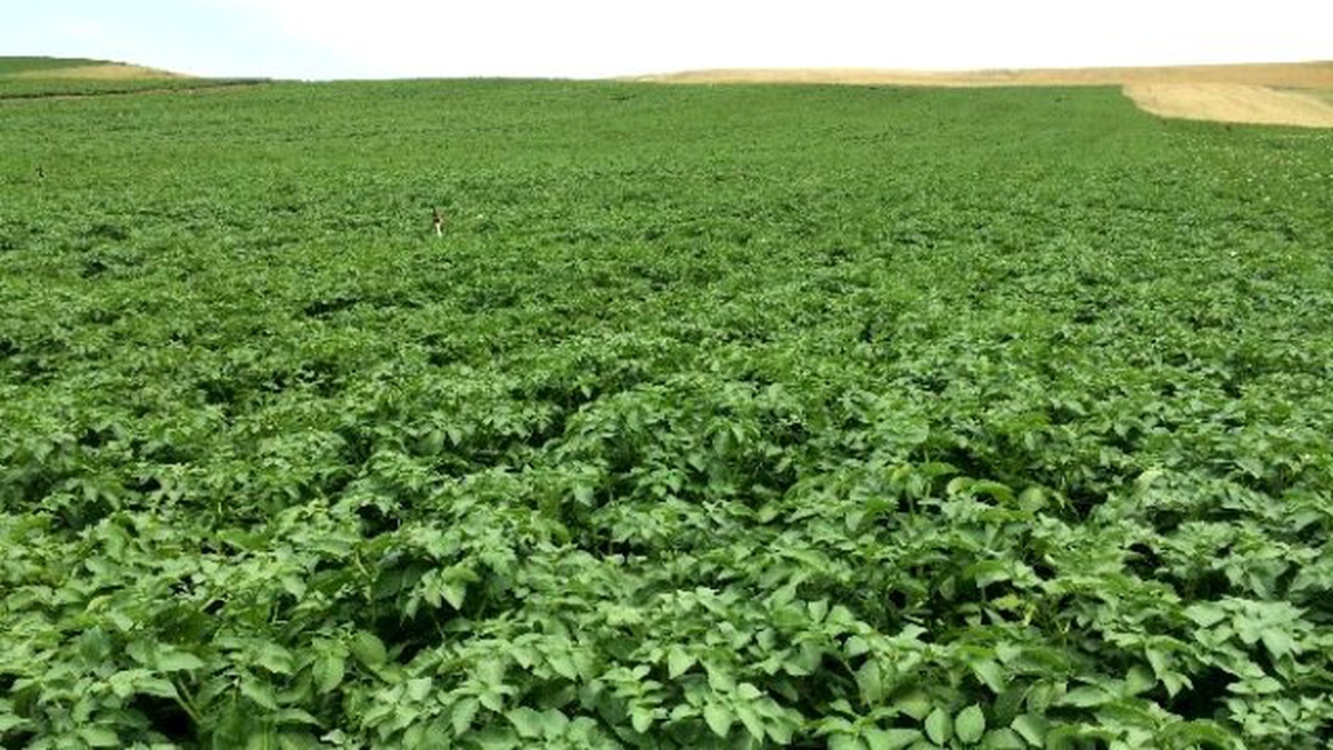 Türkiye\'de İlk Kez Bir Özel Sektör Firması Yerli Patates Tohumu Tescil Ettirdi