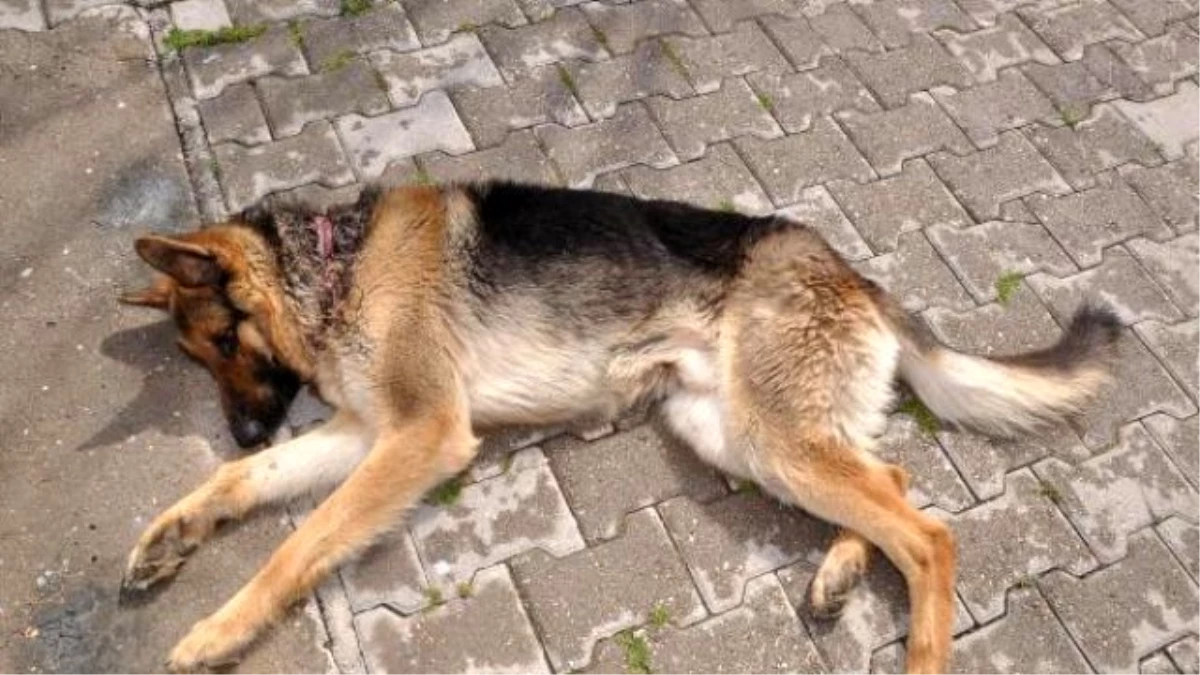 Bağlanan Naylon İp Köpeğin Boynunu Kesti