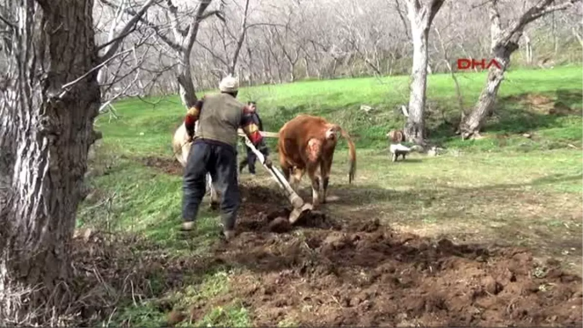 Bahçesaray\'da Karasabanlı Tarım