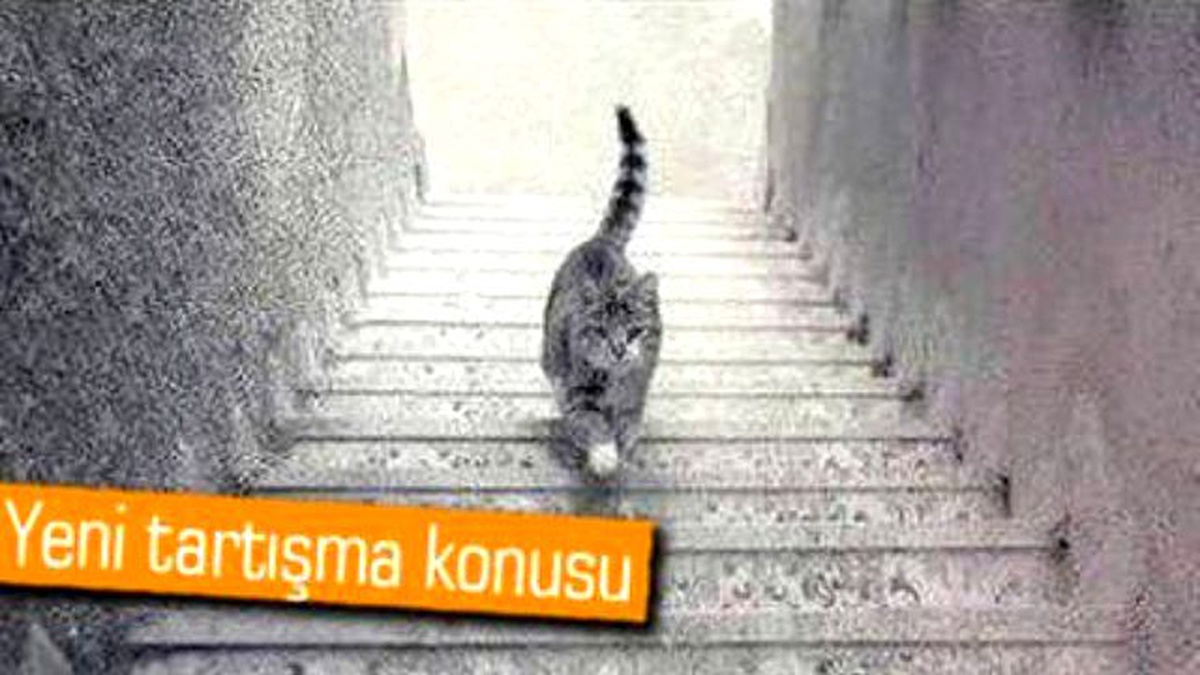 Kedi Aşağı mı İniyor Yoksa Yukarı mı Çıkıyor?