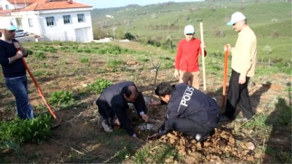 Akçakoca\'da Trafik Denetleme Şube Müdürlüğü Bahçesine Fidan Dikildi