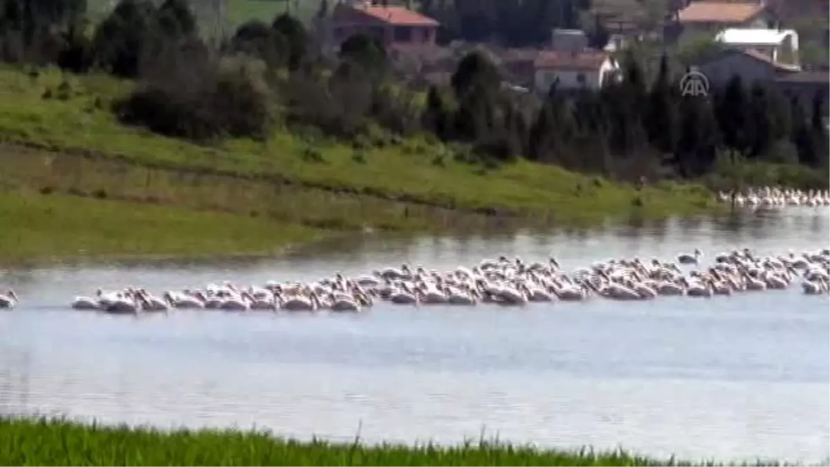 Ayıtdere Göleti, Pelikanların Uğrak Yeri Oldu