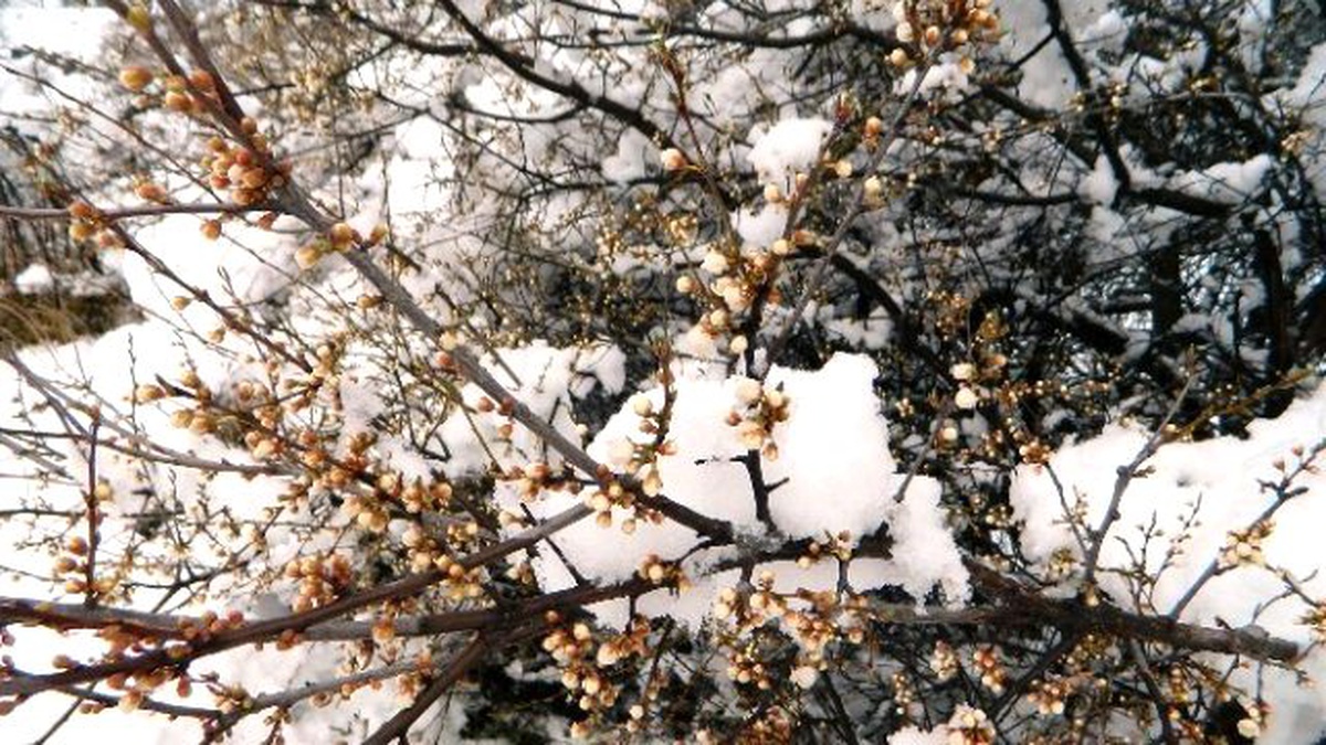 Posof\'ta Kar Yağışı Etkili Oldu