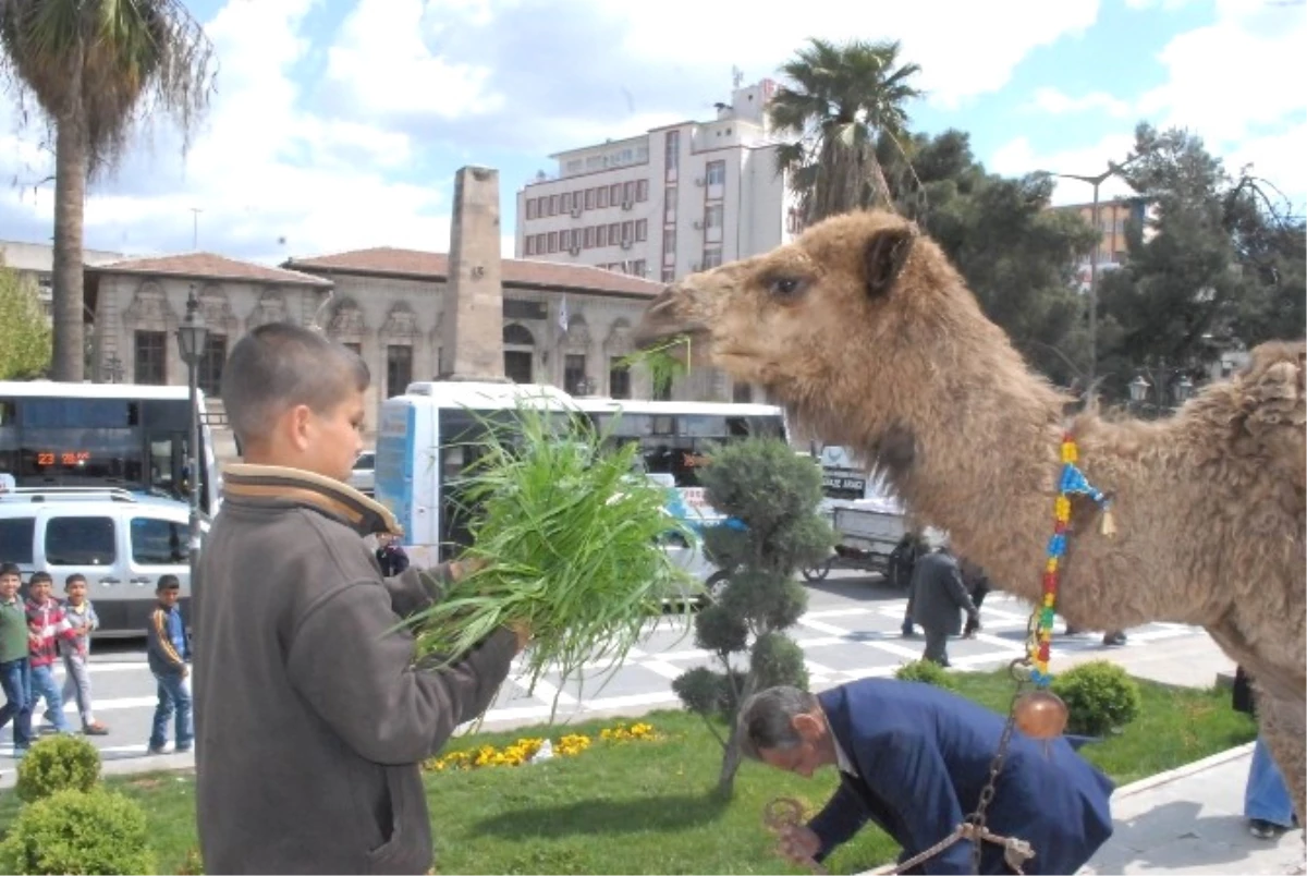 Şanlıurfa\'da Develi Kermes Tanıtımı Yoğun İlgi Gördü