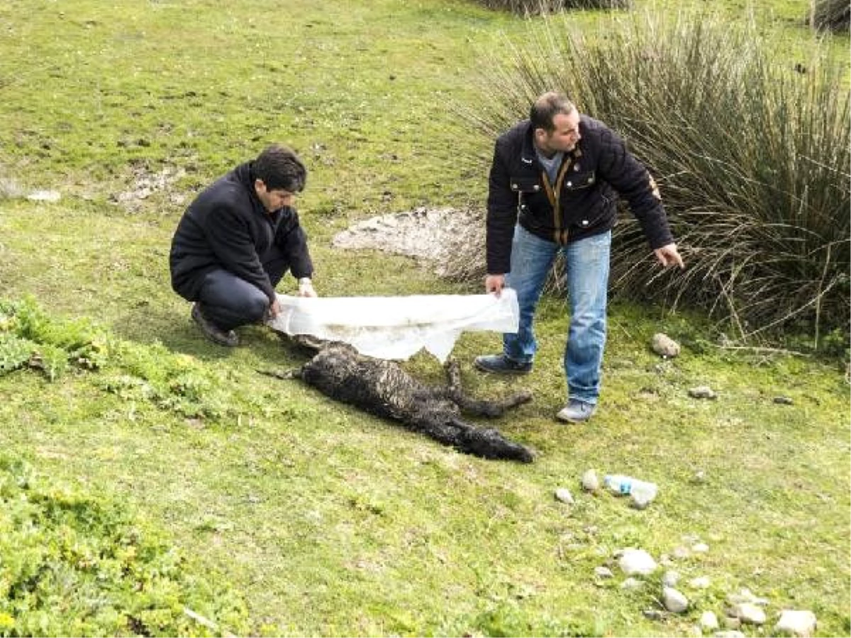 Savcının Duyarlılığı, Tayı Ölümden Kurtardı