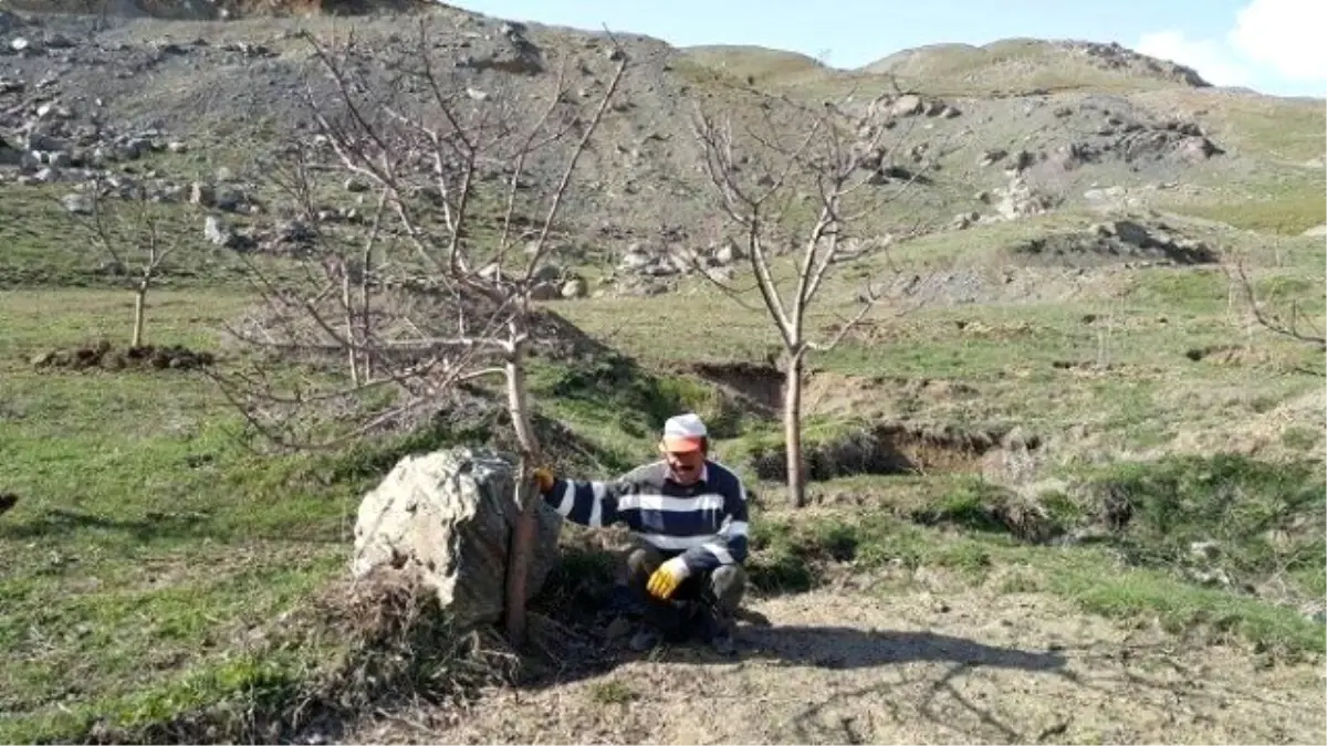 Yol Çalışması Meyve Bahçelerine Zarar Verdi