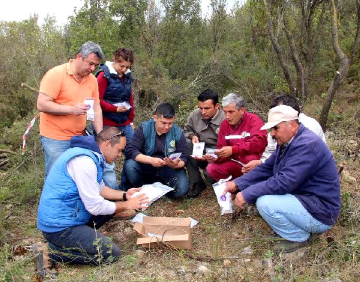 Yurtdışına Kaçırılırken Ele Geçen Orkideler Doğaya Dikildi