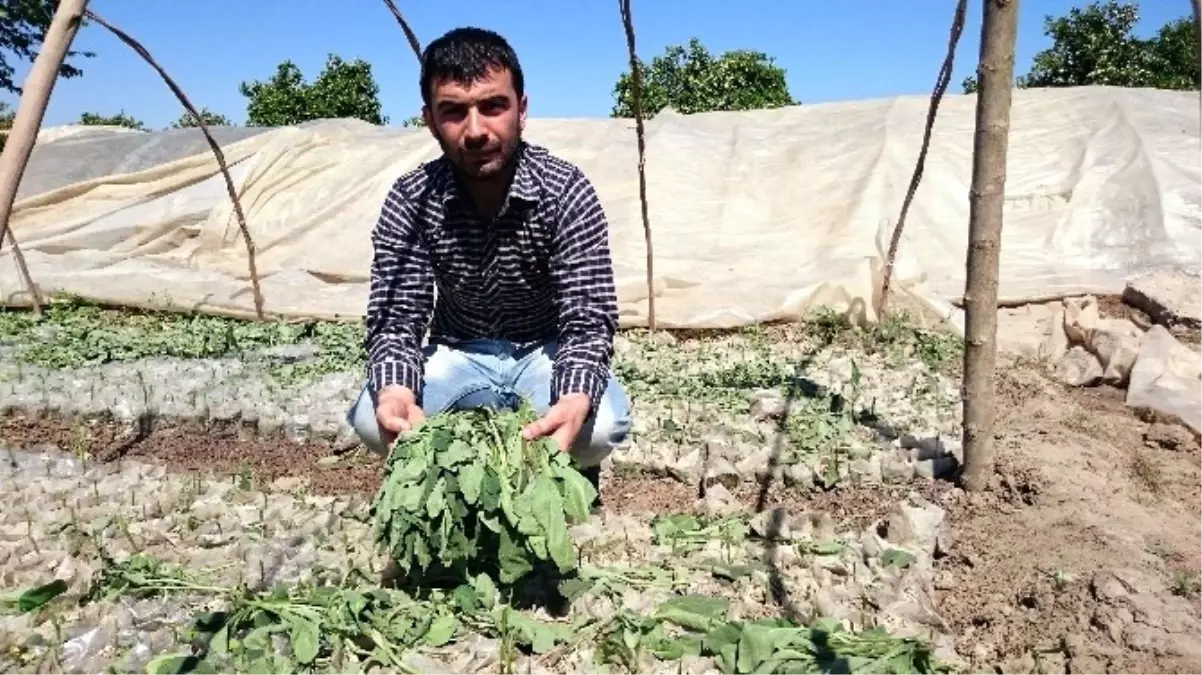 Çiftçinin Biber ve Patlıcan Fidelerini Telef Ettiler