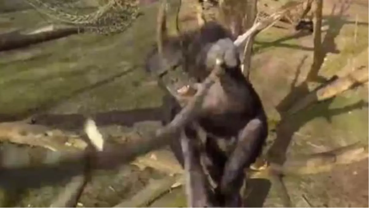 Incredible Video Captures The Moment A Chimp Punches Out A Drone