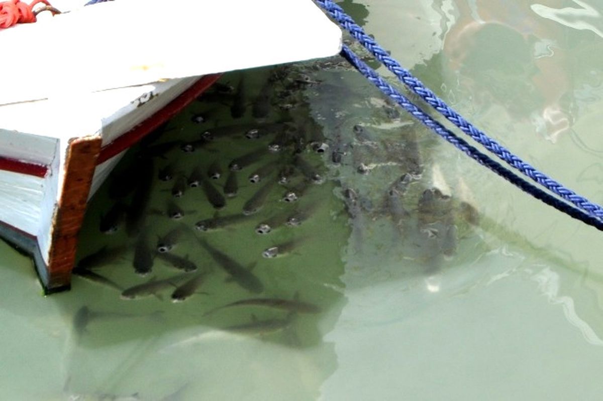 Kefalleri Meraklı Gözlerle İzlediler