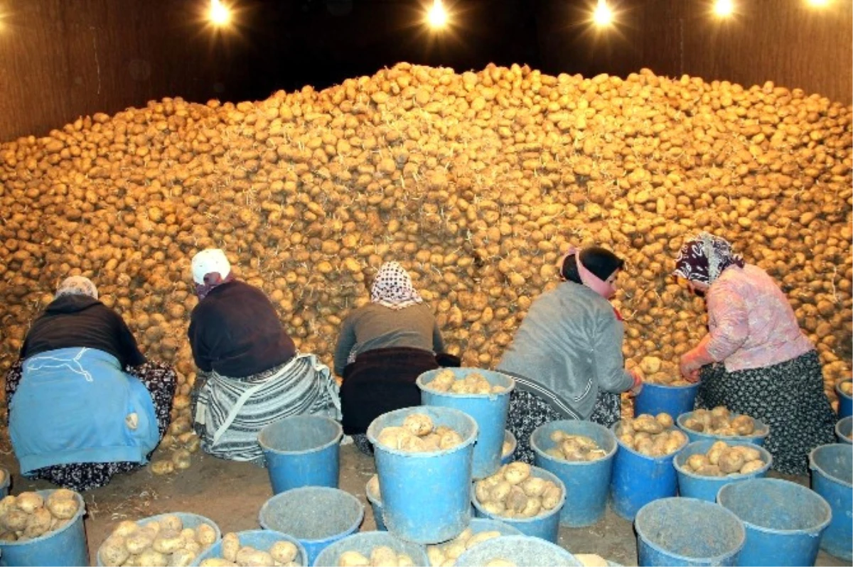 Kriz Olabilecek Patates Sıkıntımız Yok"