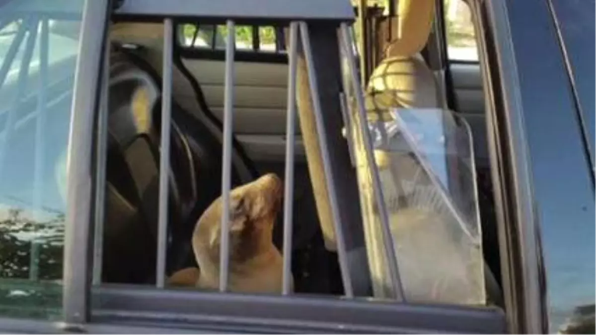 Sea Lion Pup Apprehended By Police For School Trespassing