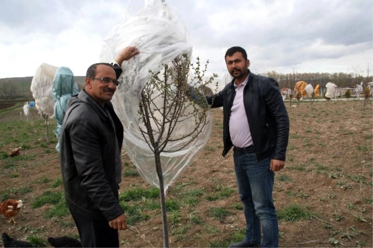 Yozgatlı Çiftçi Meyve Ağaçlarını Naylonla Sararak Soğuktan Korudu