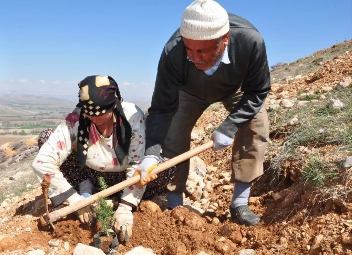 10 Günde 20 Bin Fidan Toprakla Buluştu