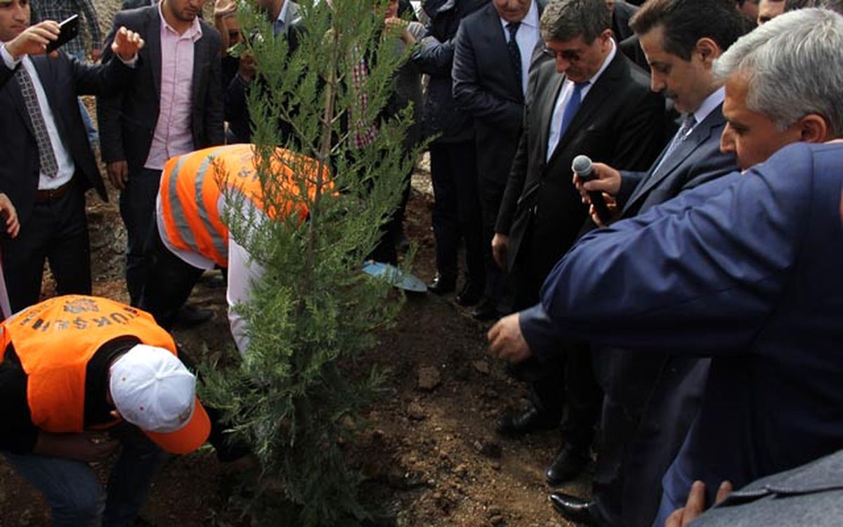 Bakan Çelik\'in Ağacını Söktüler