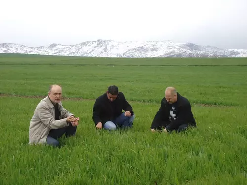 Buğdayda Sarı Pas Hastalığı Riski Oluştu Son Dakika Ekonomi