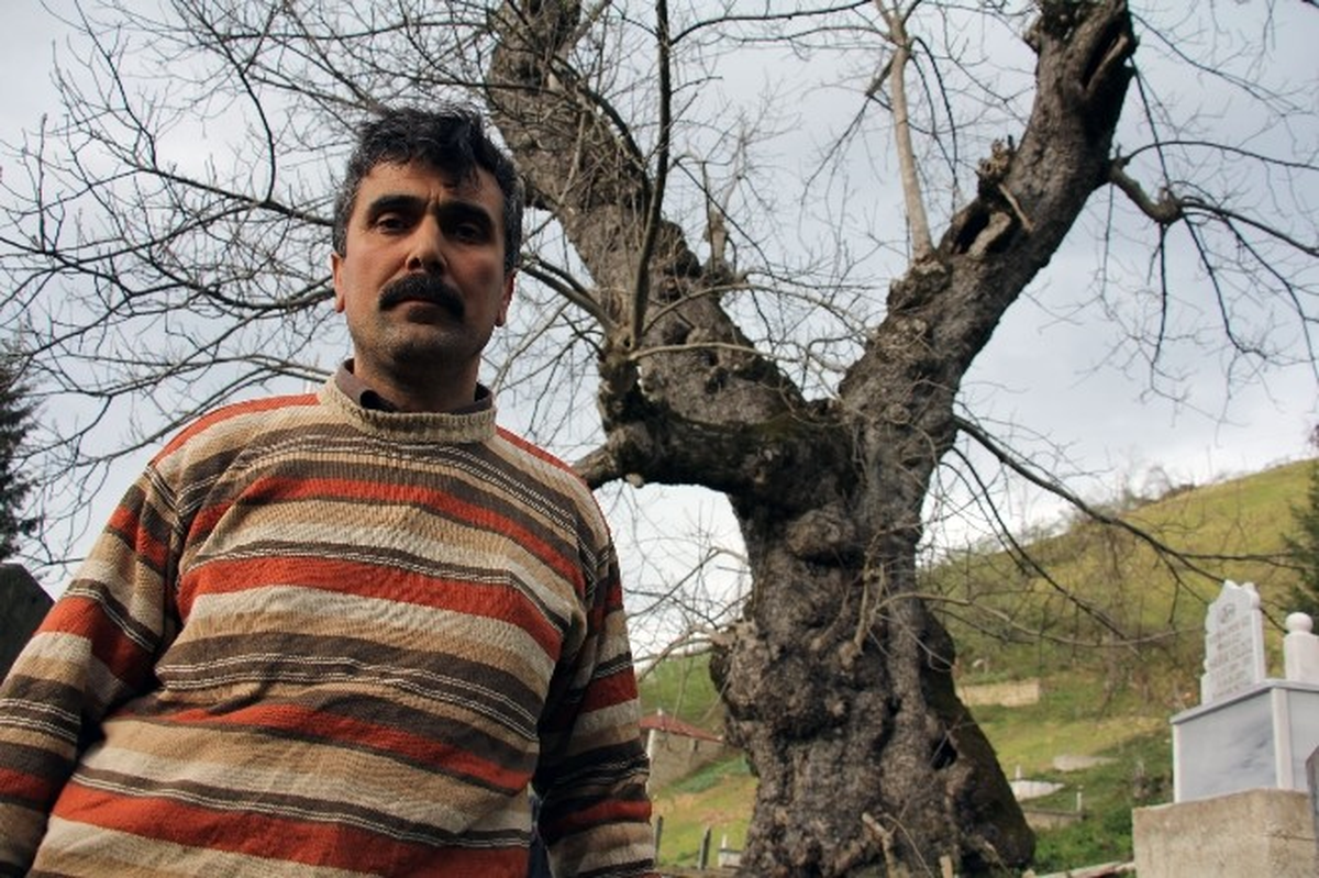 Giresun\'da Asırlık Ceviz Ağacı Zamana Meydan Okuyor