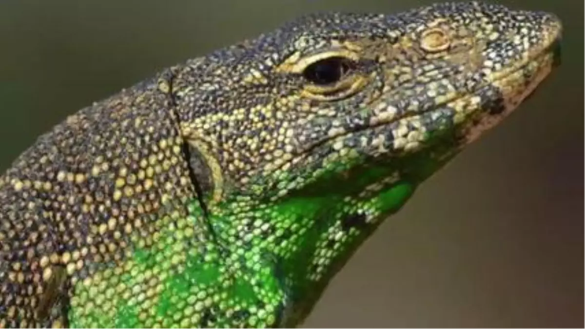 Invasive Lizards İn Florida Are Eating People\'s Cats