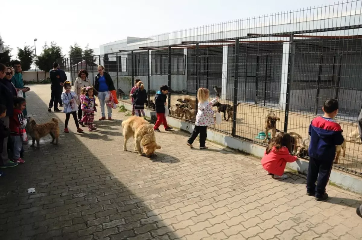 Minik Öğrenciler Geçici Bakımevindeki Hayvanlarla Dost Oldu