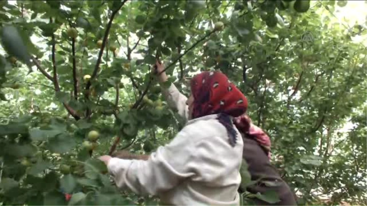 Örtü Altı Kayısı Hasadı Başladı