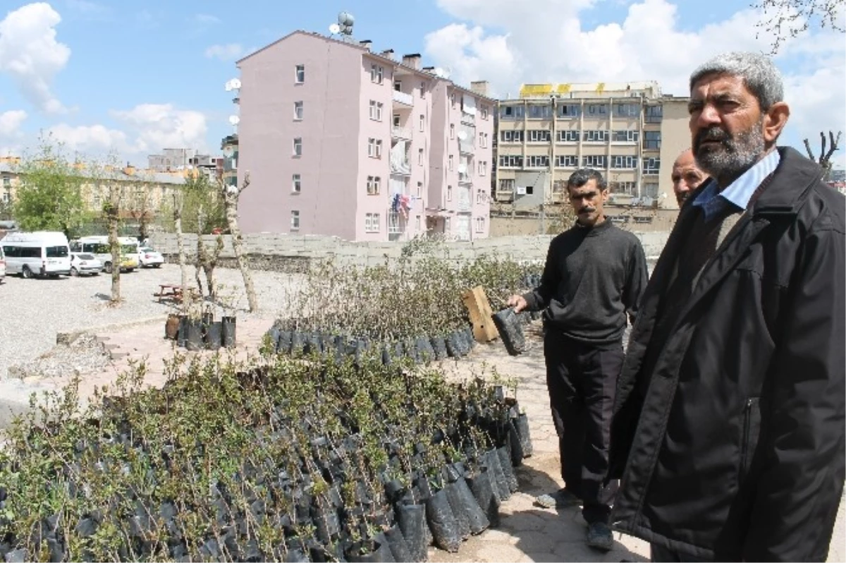 Geçimini Ağaçtan Çıkarıyor