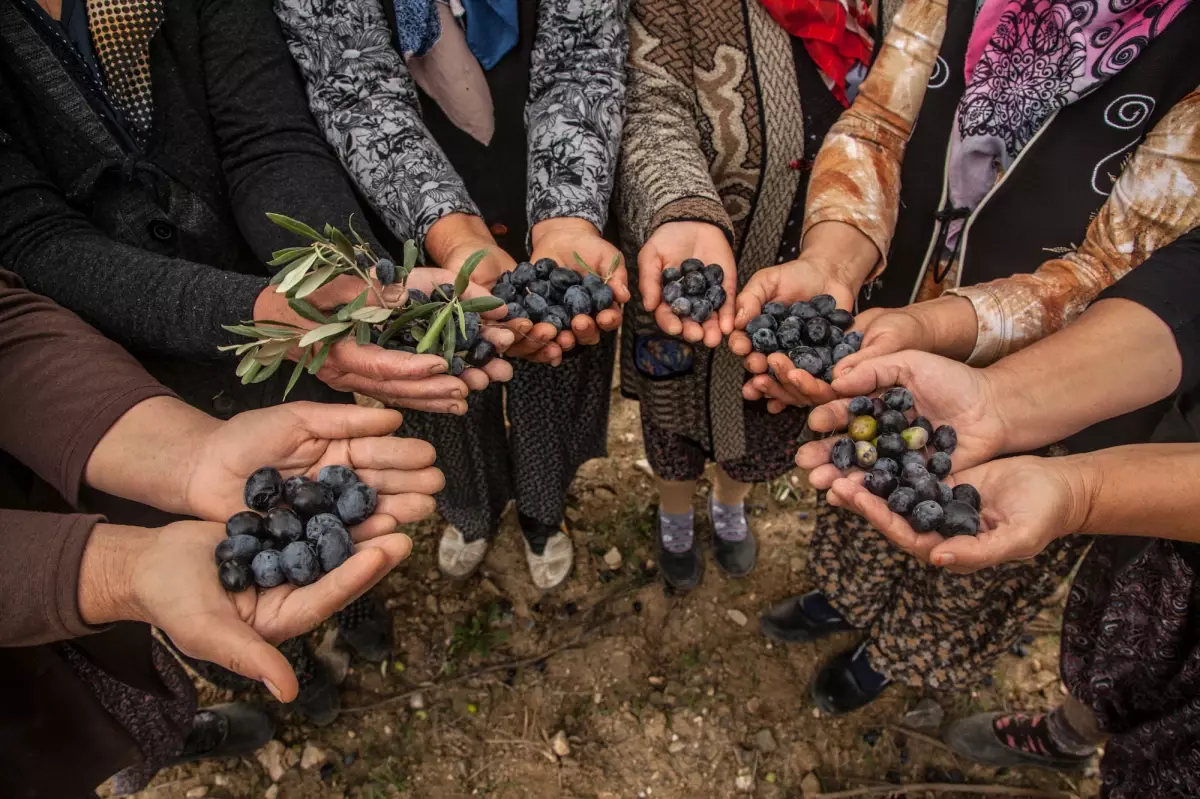 Greenpeace: Türkiye Zeytini Seviyor