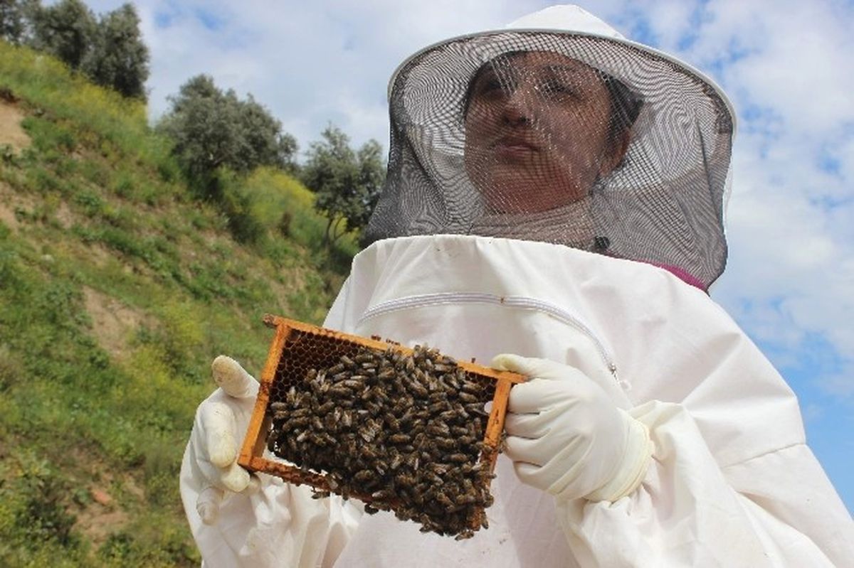 Hobi ve Merak Üzerine Başladı, Kraliçe Arı Üretiminin Kraliçesi Oldu