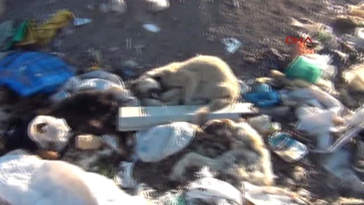 Karaman\'da Belediyesi? Ne Köpek İtlafı Suçlaması-1