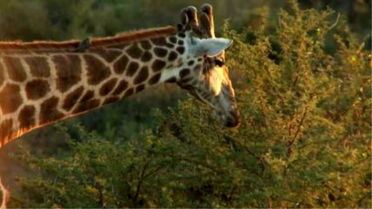 Ricky Gervais Sends Social Media After A Giraffe Hunter