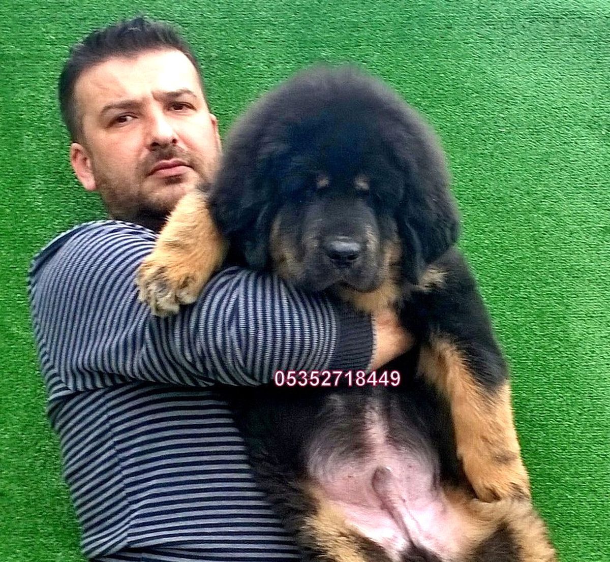 Satılık Tibet Mastif Yavruları