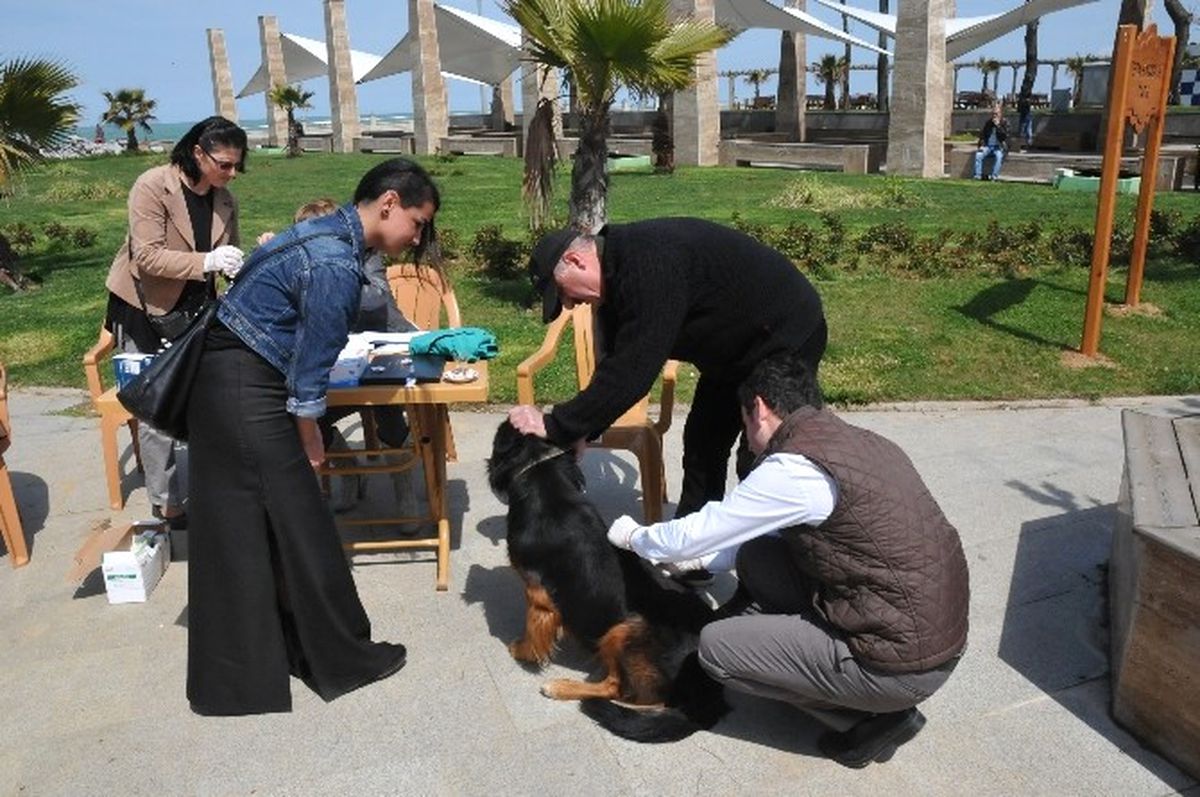 Akçakoca\'da Sahipli-sahipsiz Tüm Köpekler Aşılandı