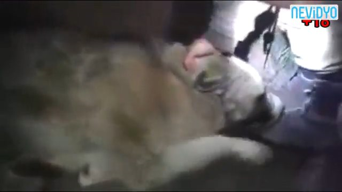 Köpeğe İşkence Eden Asker Bulundu
