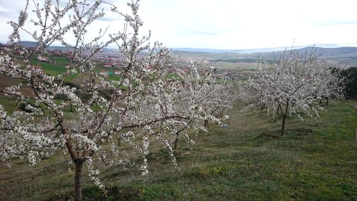 Kula Bademi Dünya Markası Olacak
