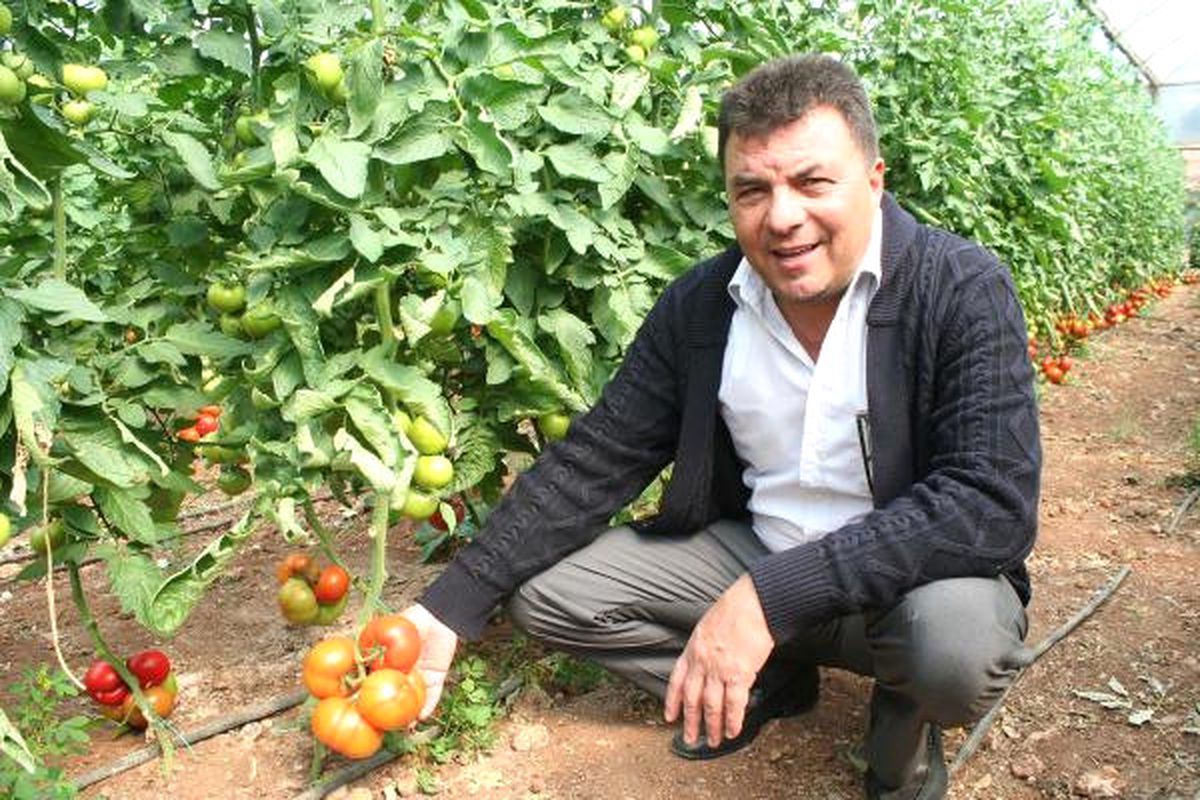 Mersin\'de Yazlık Sera Domatesi Hasadı Başladı