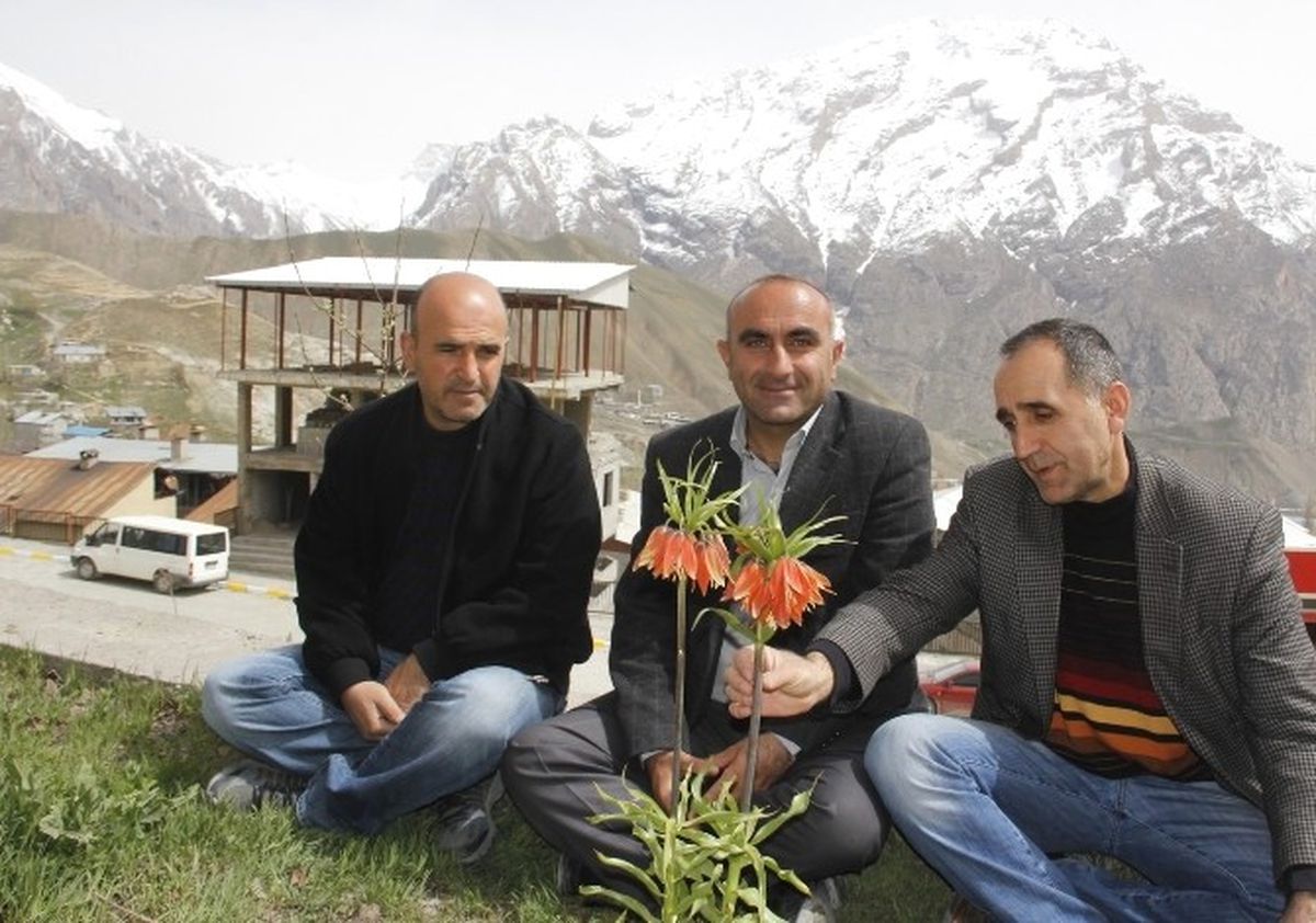 Ters Lale Tehlike Altında