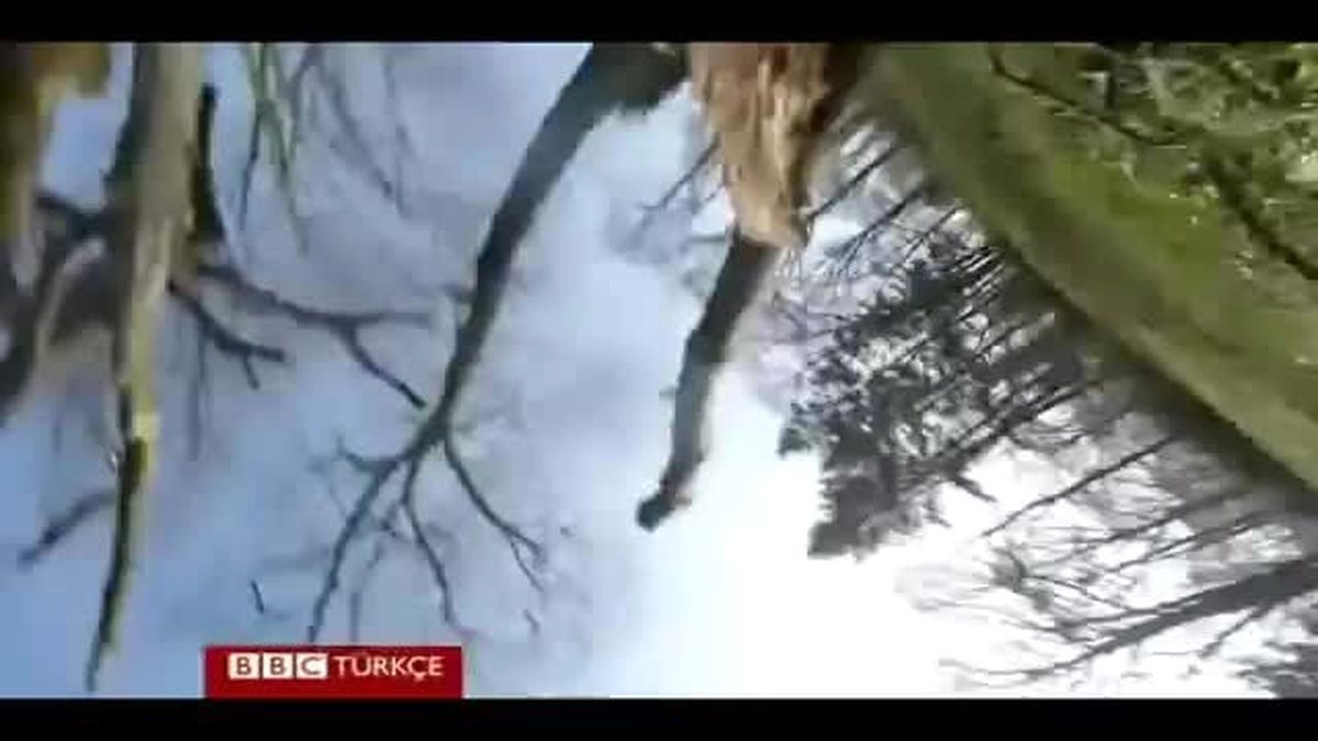 Şempanzelerin Uçan Kamerayla Sınavı