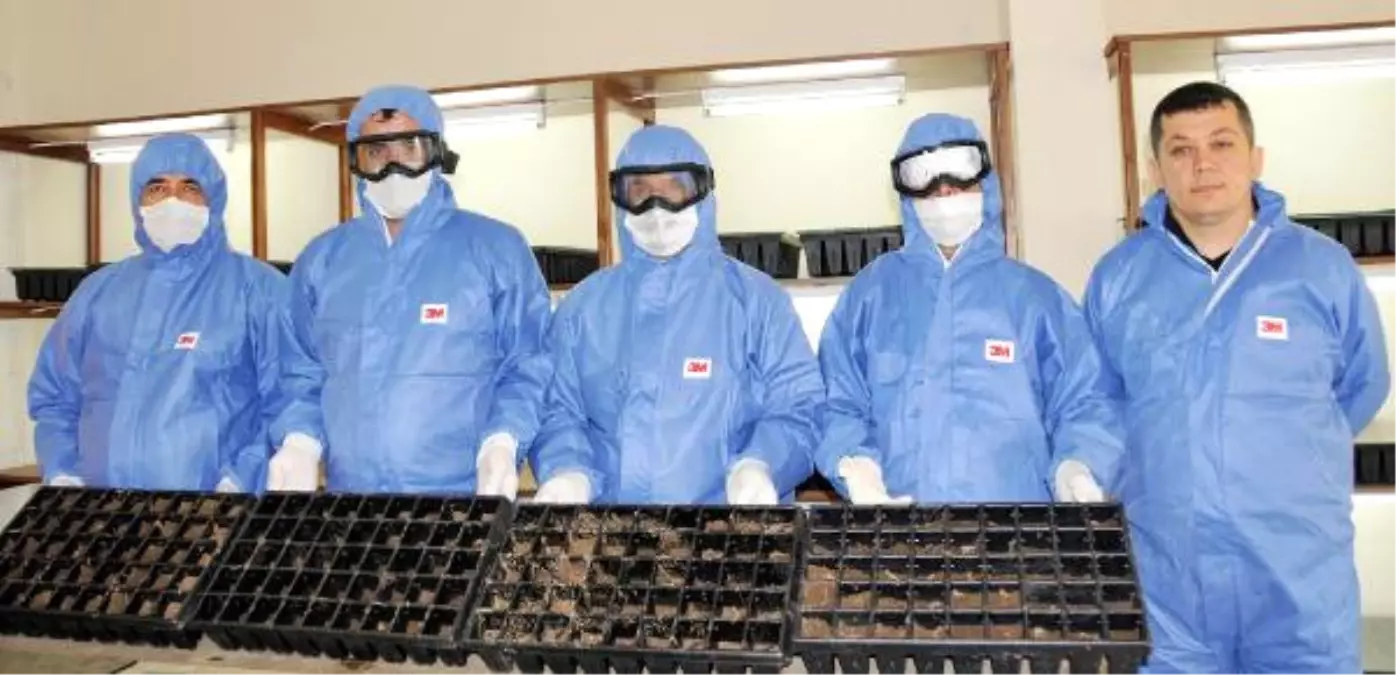 Dumansız Yangın\'la Biyolojik Mücadele